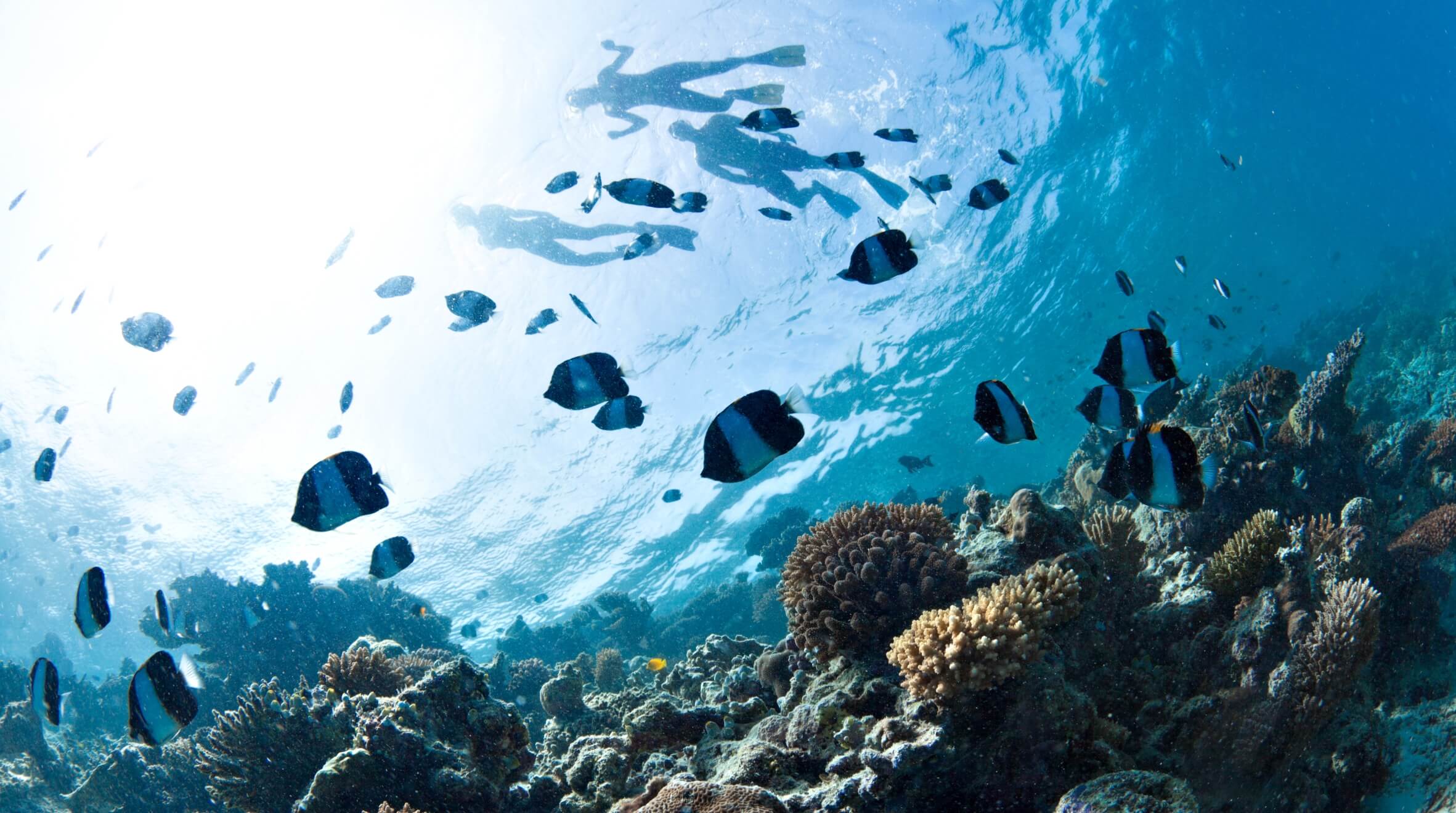 snorkel en arrecifes