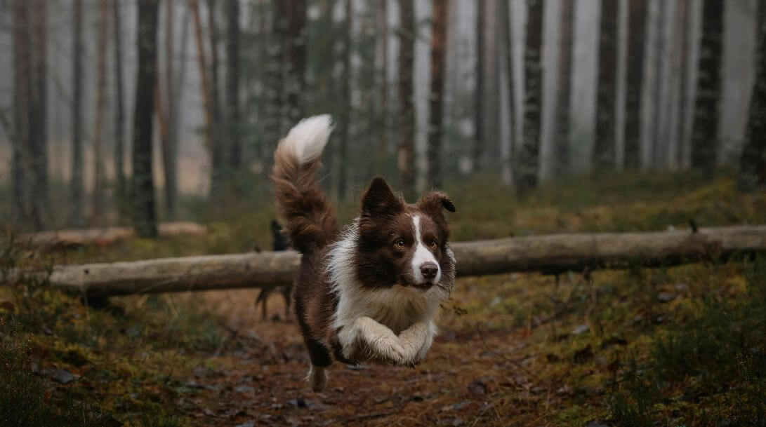 Perro bosque