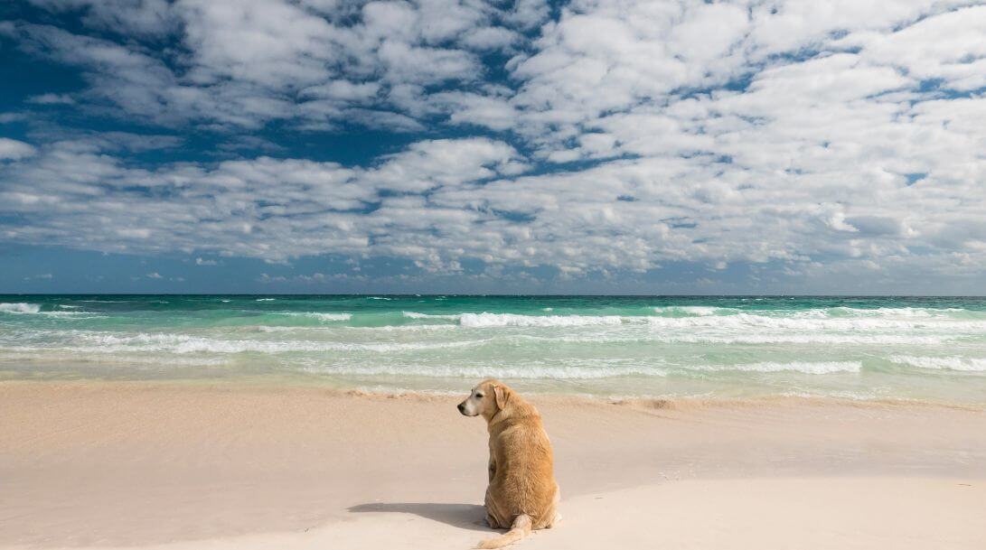 Perro corriendo mar