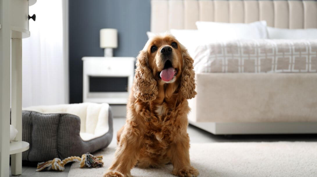 Perro hotel