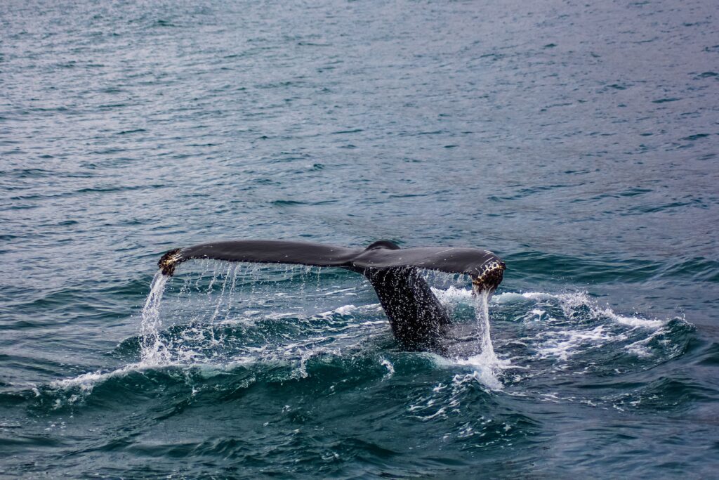 Ballenas en Los Cabos