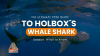 The Ultimate 2026 Guide to Holbox’s Whale Shark Season