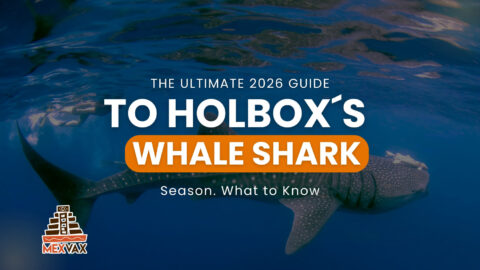 The Ultimate 2026 Guide to Holbox’s Whale Shark Season