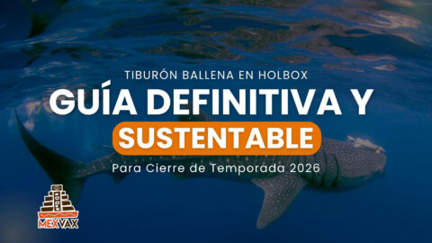 Tiburón Ballena en Holbox