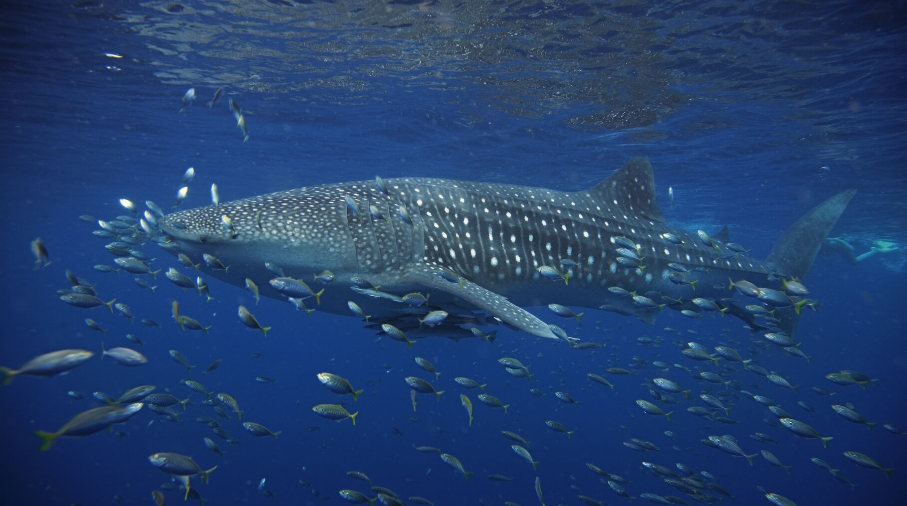 Tiburón Ballena en Holbox