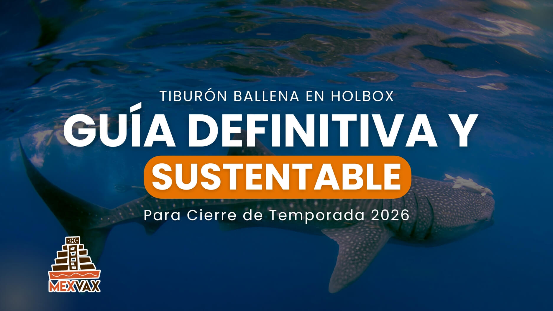 Tiburón Ballena en Holbox